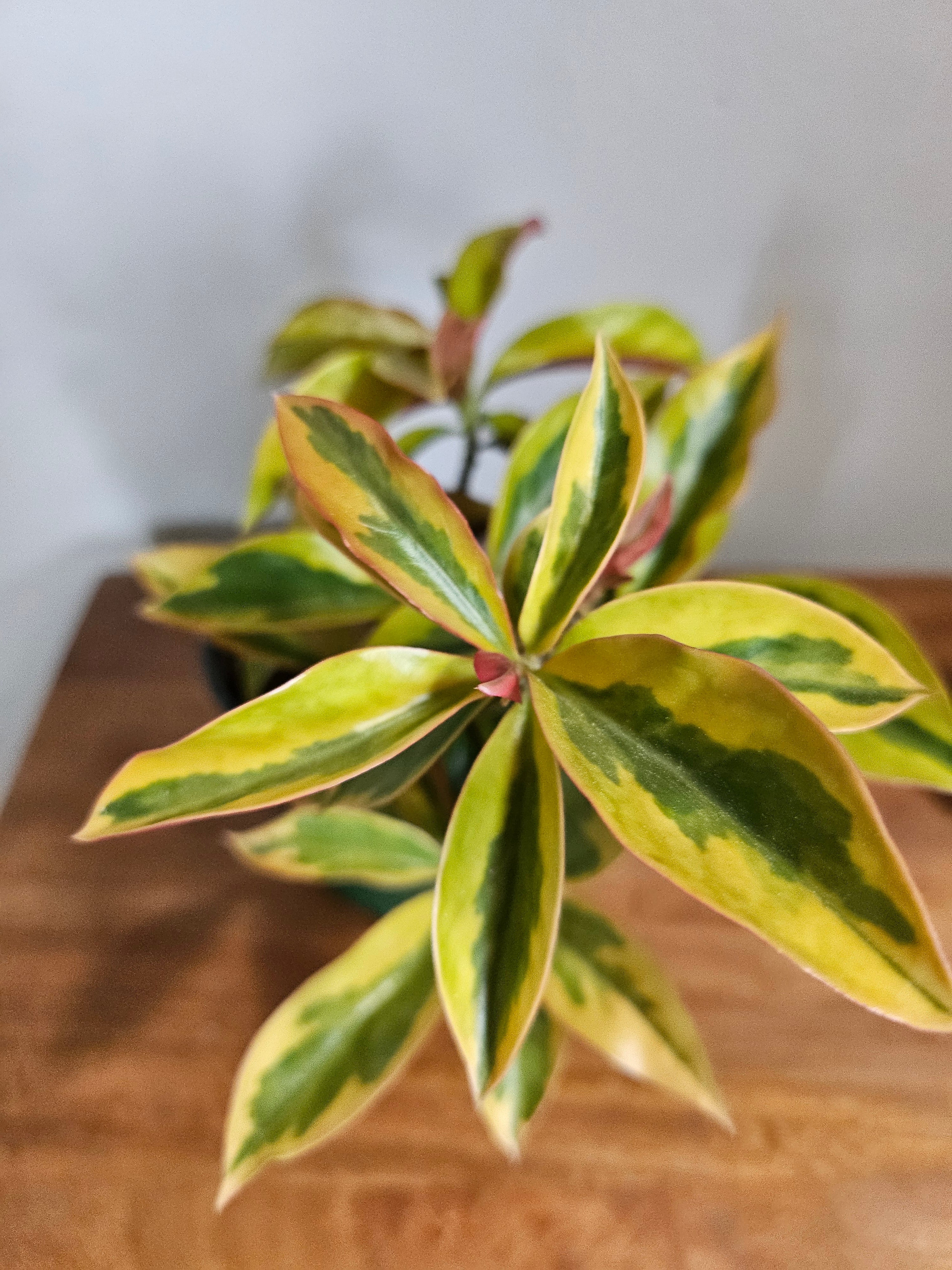 Variegated Pereskia aculeata, also known as Barbados Gooseberry or Lemon Vine, is a rare leafy cactus with climbing vines, bold variegation, and tropical flair—perfect for trellises, patios, or collectors.