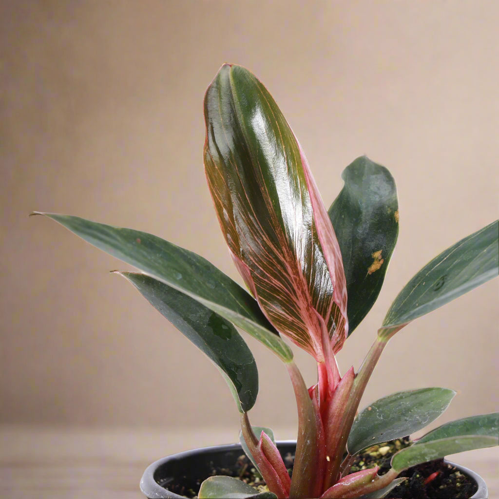 Rare Pink Birkin Philodendron with dark green leaves and soft pink striping. Compact, easy-care aroid and a must-have collector’s houseplant.