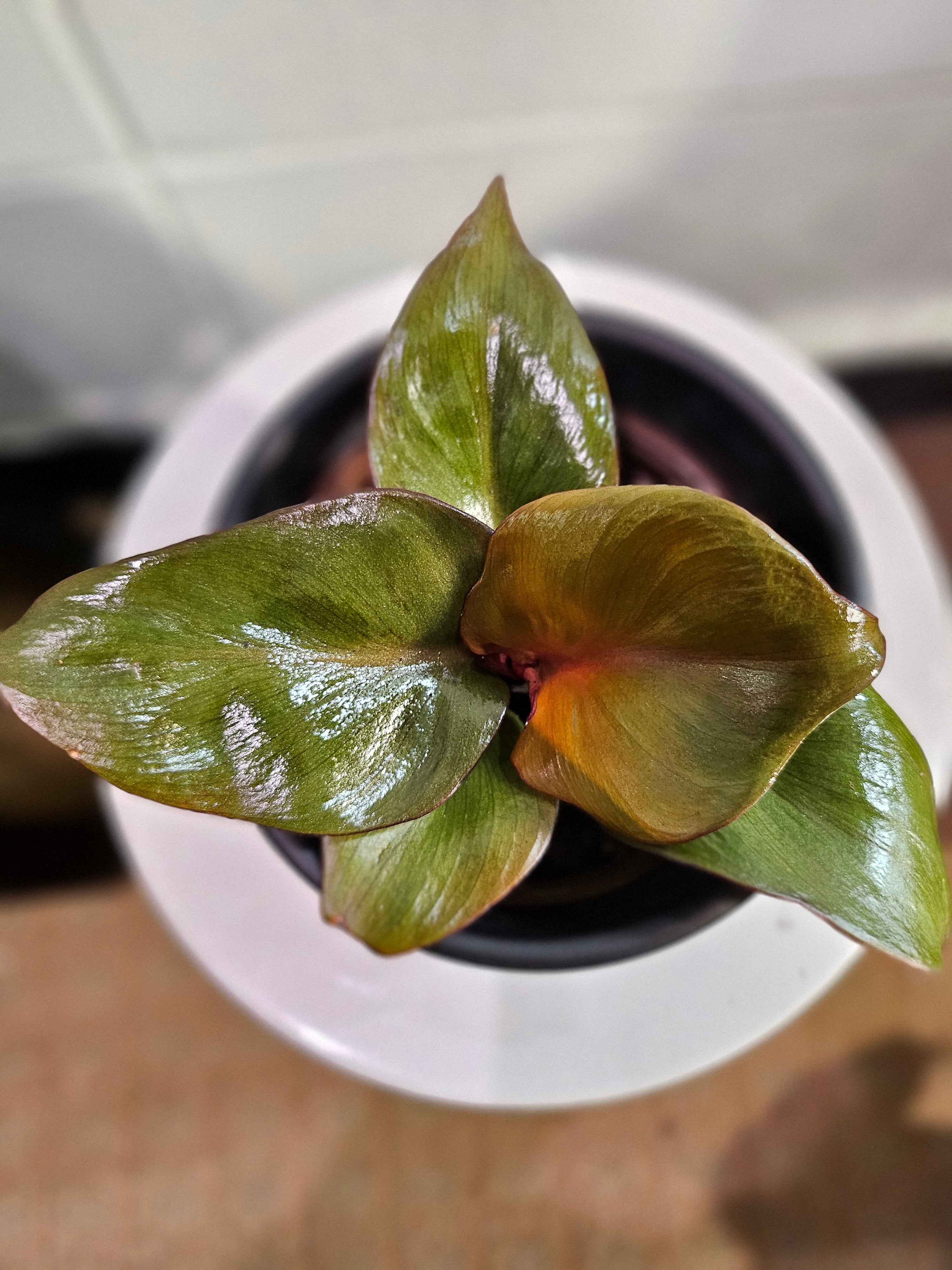 The Philodendron Red Heart is a vibrant tropical plant known for its striking red leaves that mature into deep green. Its compact growth and heart-shaped foliage make it ideal for desks, shelves, or smaller spaces.