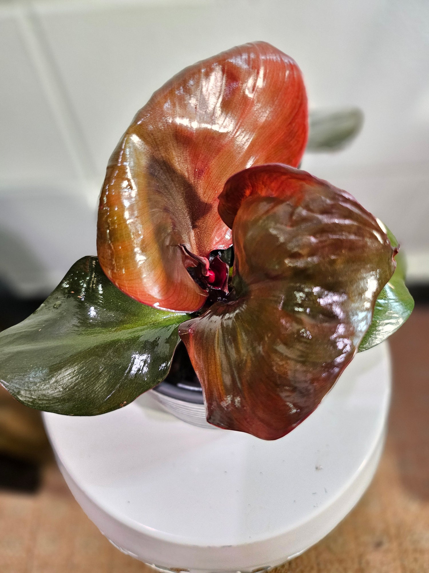 The Philodendron Red Heart is a vibrant tropical plant known for its striking red leaves that mature into deep green. Its compact growth and heart-shaped foliage make it ideal for desks, shelves, or smaller spaces.