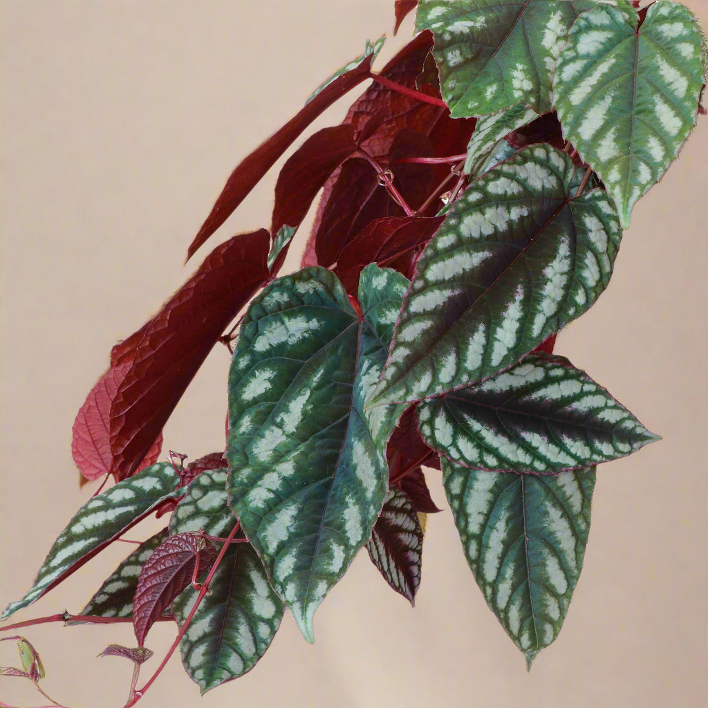 Rare Rex Begonia Vine (Cissus discolor) thrives in humidity and bright, indirect light. Stunning silver-marked leaves with deep burgundy undersides.