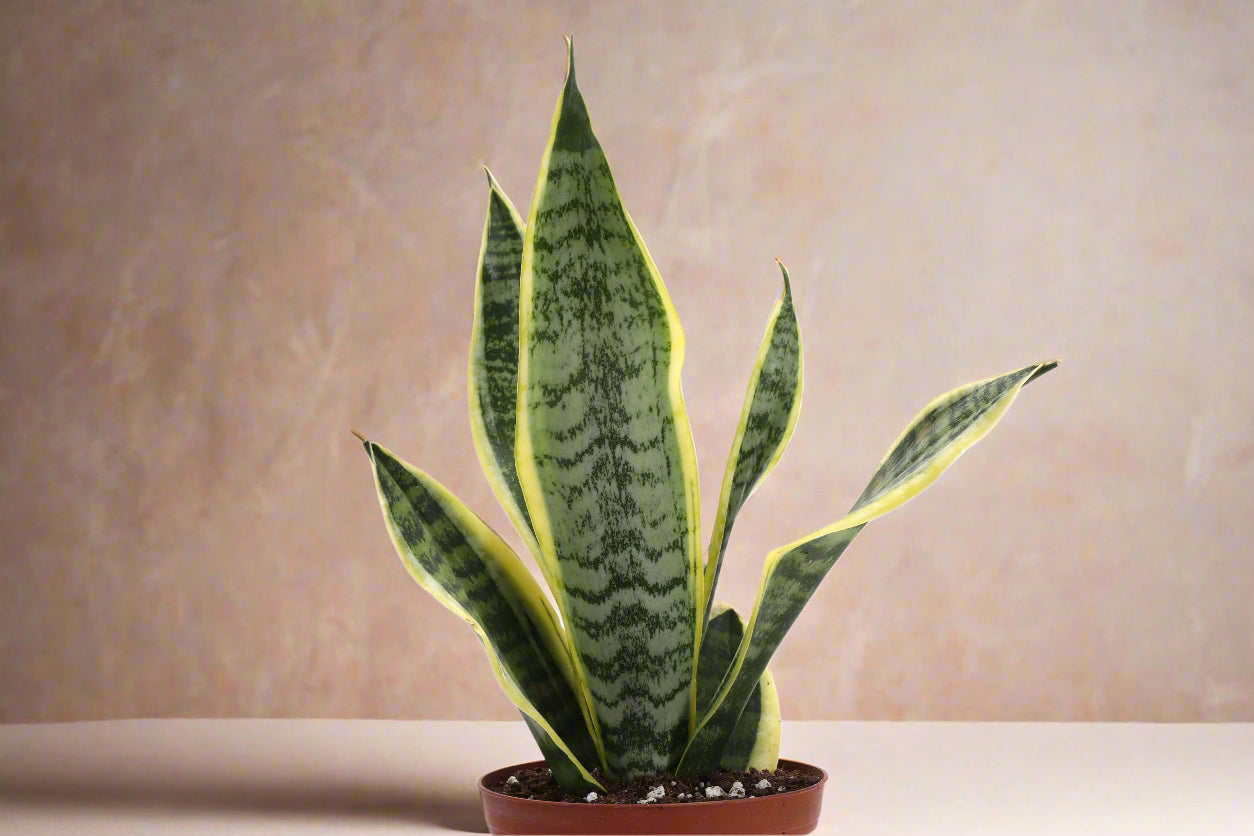 Snake Plant ‘Laurentii’ with bold green leaves edged in golden yellow. Low-maintenance, air-purifying, and nearly indestructible—perfect for any space.