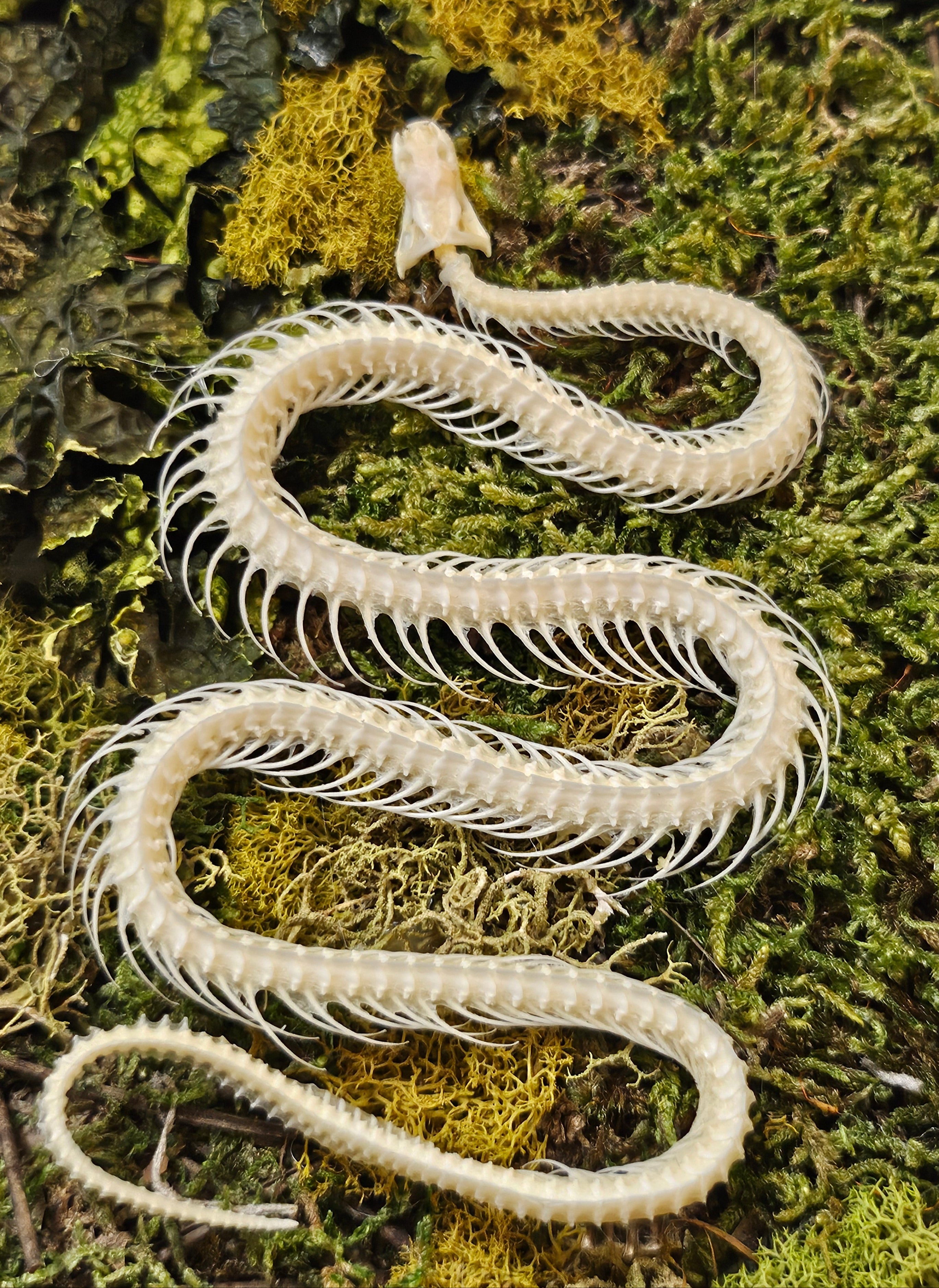 Snake Reclamation by Ryan Doran is a 5" x 8" preserved mixed-media moss art piece featuring delicate snake skeletons arranged in lush moss. Encased in a sleek black frame, it symbolizes transformation, renewal, and resilience. Low-maintenance and visually striking, it’s perfect for modern decor.