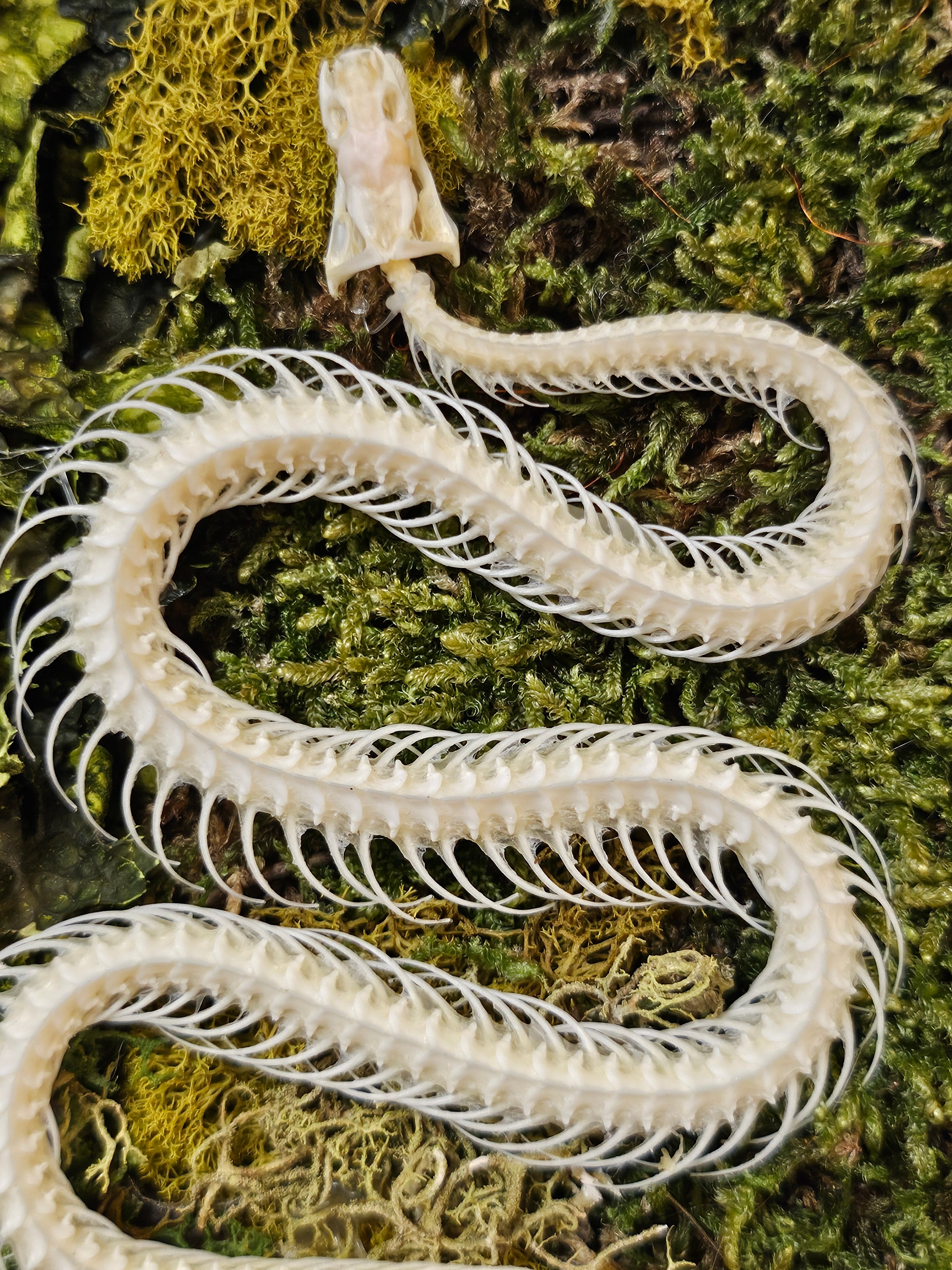 Snake Reclamation by Ryan Doran is a 5" x 8" preserved mixed-media moss art piece featuring delicate snake skeletons arranged in lush moss. Encased in a sleek black frame, it symbolizes transformation, renewal, and resilience. Low-maintenance and visually striking, it’s perfect for modern decor.