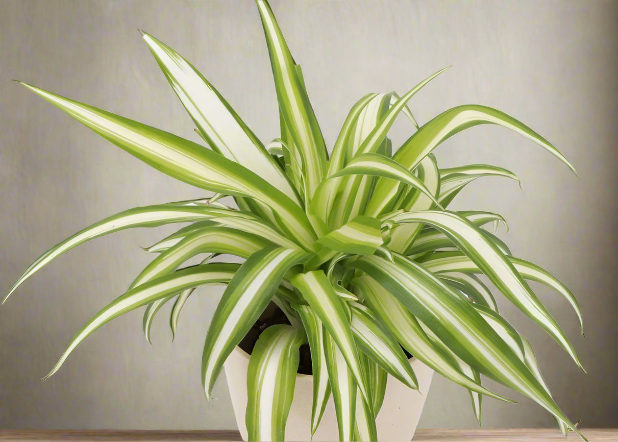 The Spider Plant (Chlorophytum comosum) is a low-maintenance, fast-growing houseplant with white and green striped leaves. Ideal for beginners, it thrives in medium to bright indirect light and adapts to low light. Non-toxic and pet-safe, it produces baby plants for easy propagation, making it a perfect low-key addition to any home.