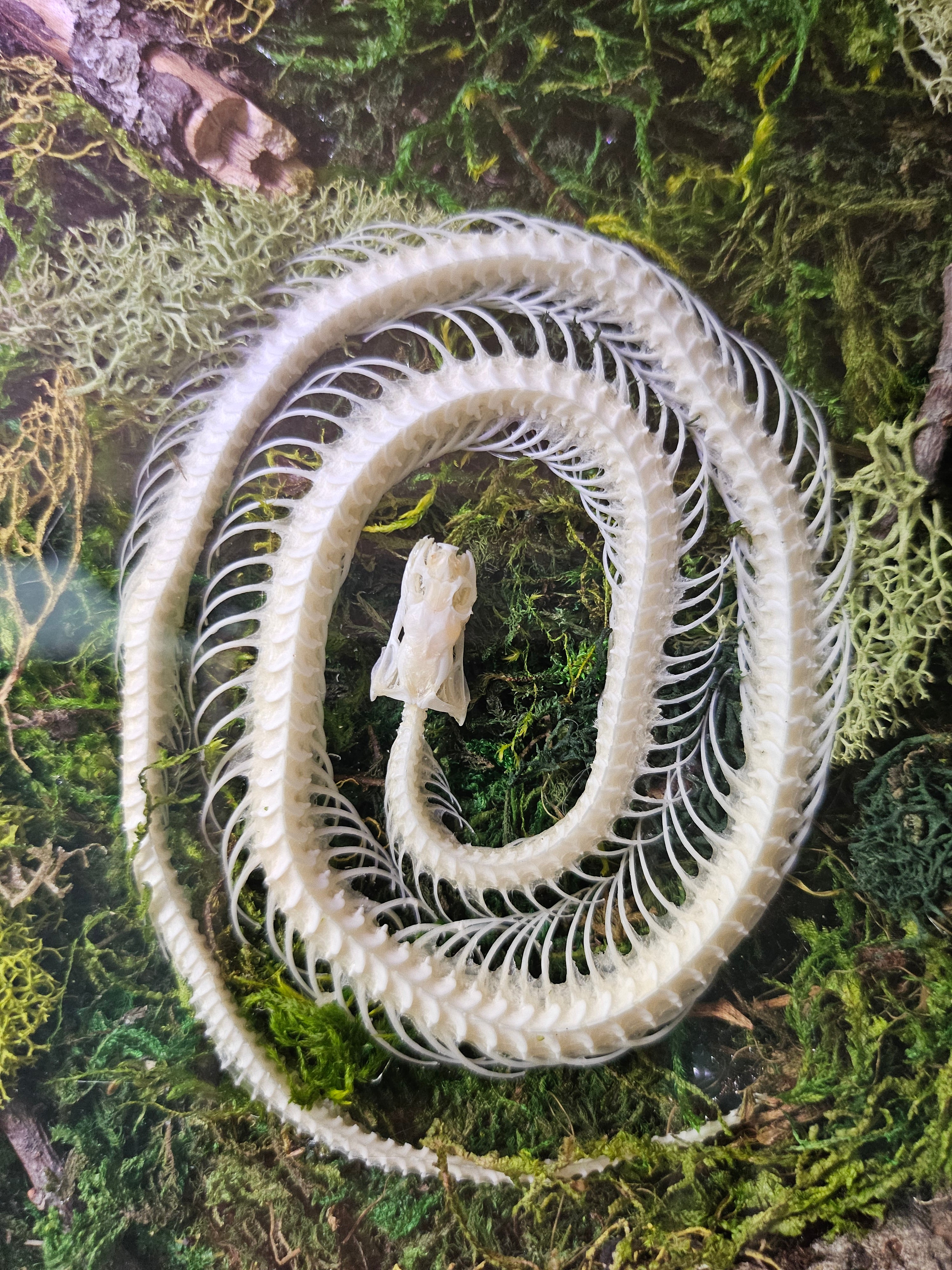 Serpent Spiral is a preserved moss art piece featuring a real spiral snake skeleton—symbolizing rebirth, nature’s cycles, and organic beauty in a 6"x6" frame.