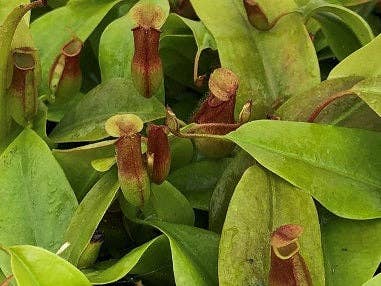 The Nepenthes &