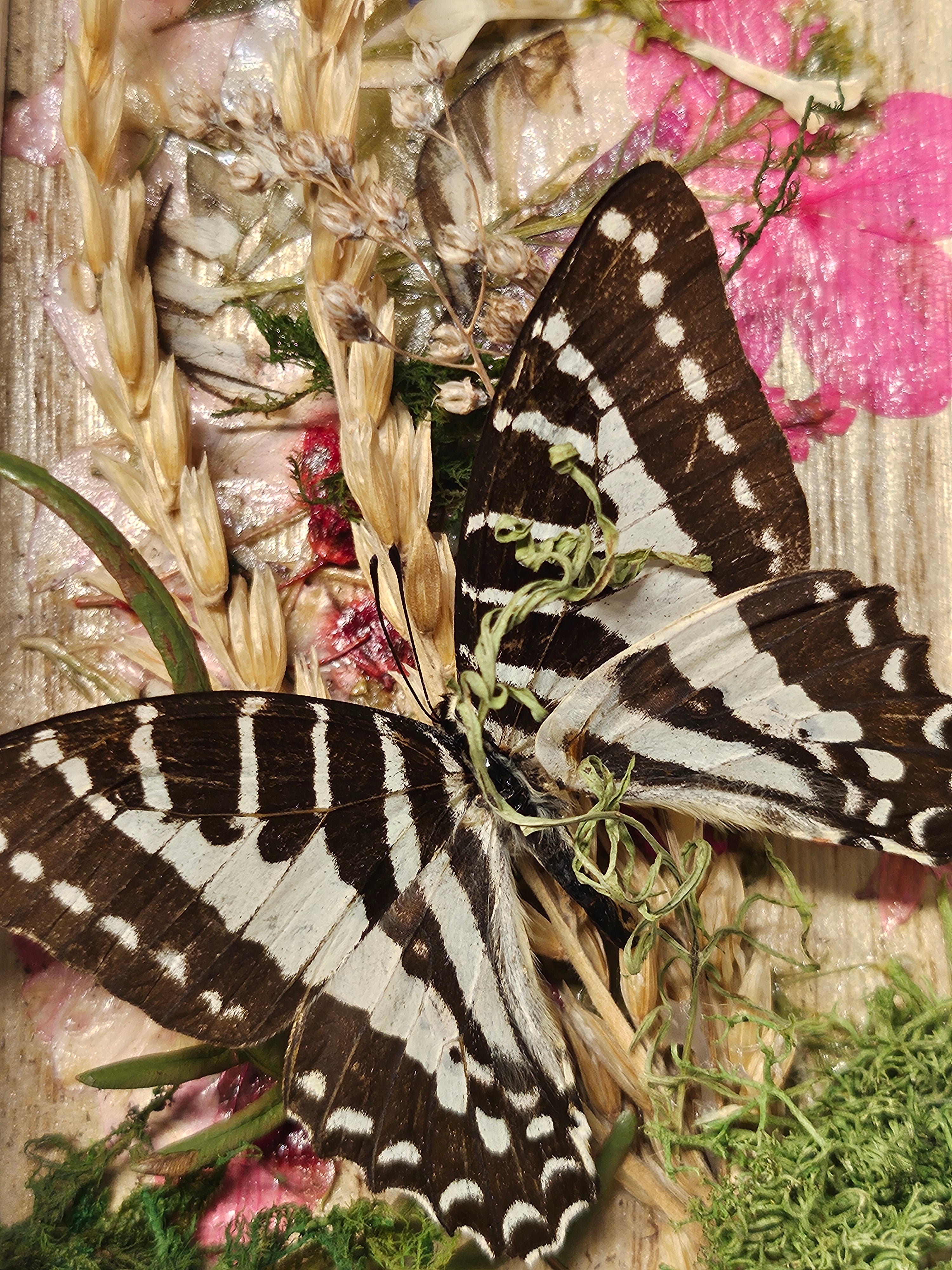 Nature shadow boxes featuring preserved flowers, moss, reeds, butterflies, and insects in 3.5"–5" standing frames. One-of-a-kind botanical curiosity decor.