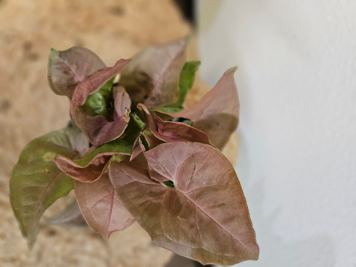 The Syngonium ‘Neon Robusta’ is a blush-pink arrowhead plant that adds a soft, romantic touch to any space. With delicate, heart-shaped leaves, it thrives in bright, indirect light and adapts to various conditions. Let it trail or climb for a stylish display. Low-maintenance & vibrant, it&