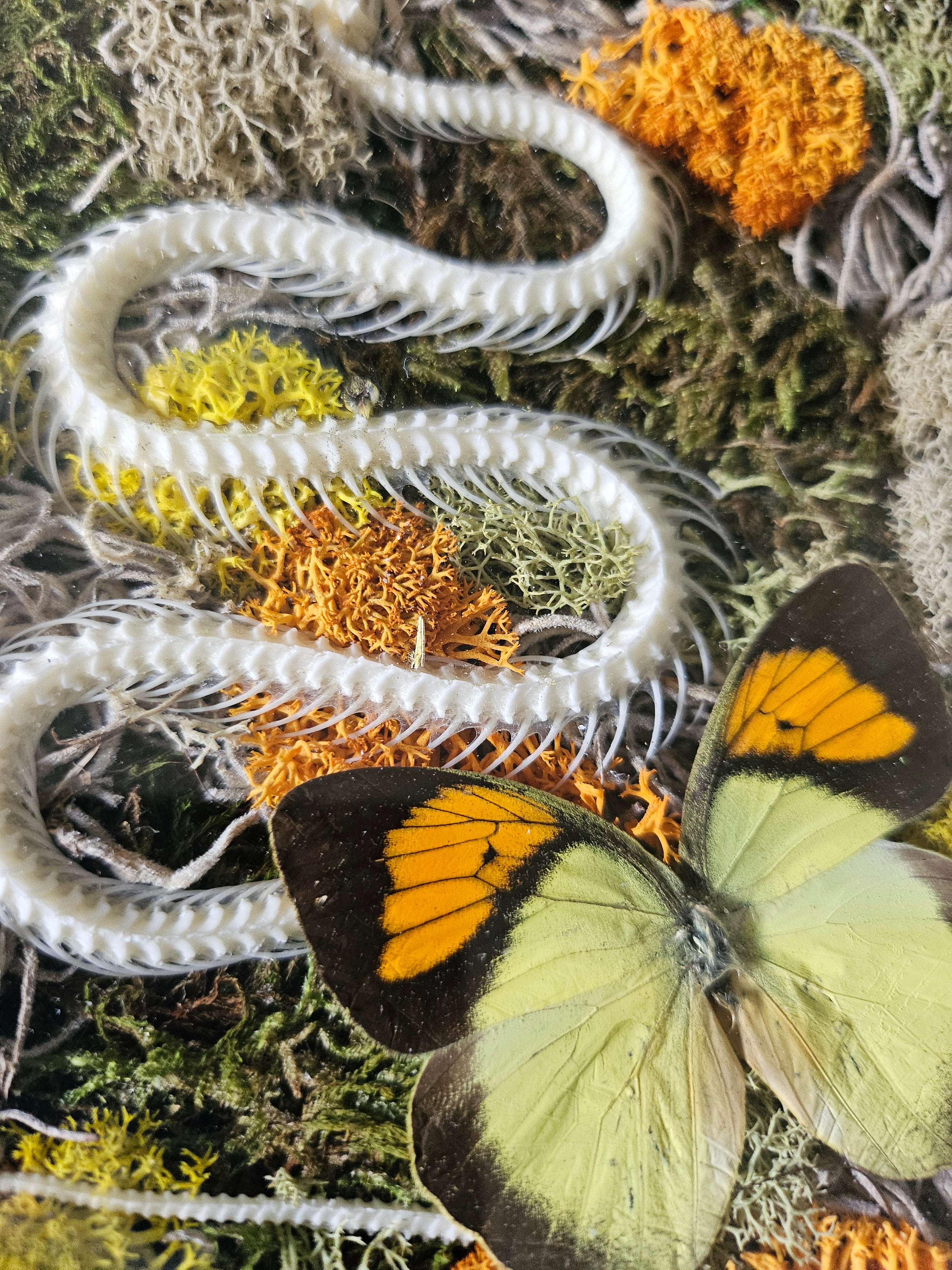 Snake skeleton and real butterfly preserved moss wall art in a 6x8 black frame. Mixed-media nature artwork blending preserved moss, insects, and skeletal forms.