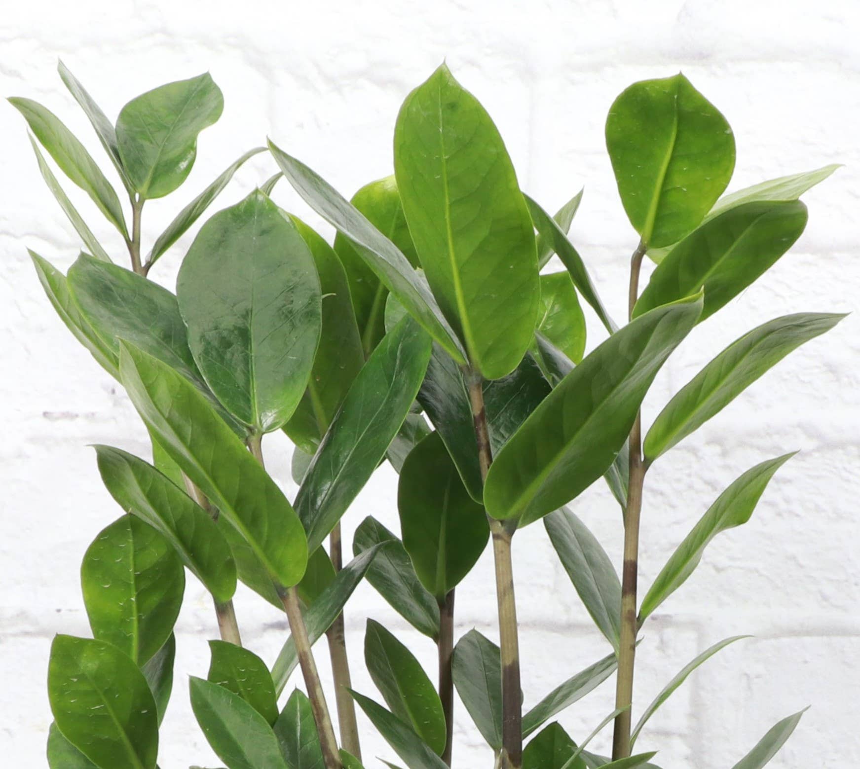ZZ Plant (Zamioculcas zamiifolia) is a low-maintenance, air-purifying houseplant with glossy, sculptural leaves—perfect for low light and modern spaces.