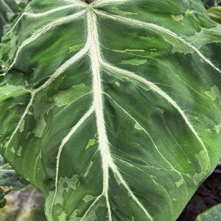 Rare Philodendron gloriosum Variegated Snow Leopard—velvety heart-shaped leaves with bold white and yellow marbling and striking white veins