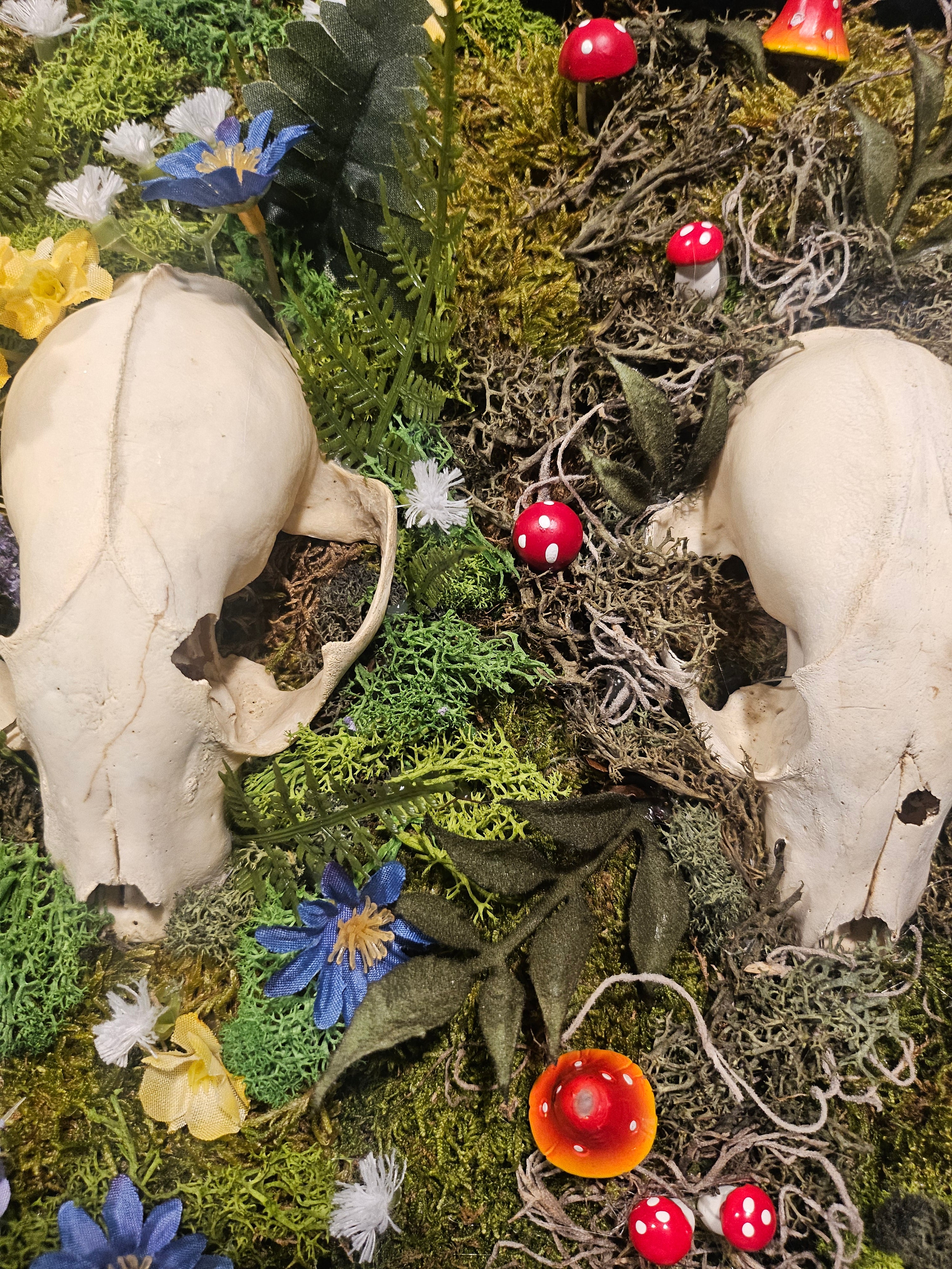 art installation featuring three raccoon skulls surrounded by flowers, mushrooms, and trinkets. Framed in sleek black wood, it symbolizes love, memory, and legacy, blending natural beauty with timeless storytelling. Low-maintenance and visually striking.
