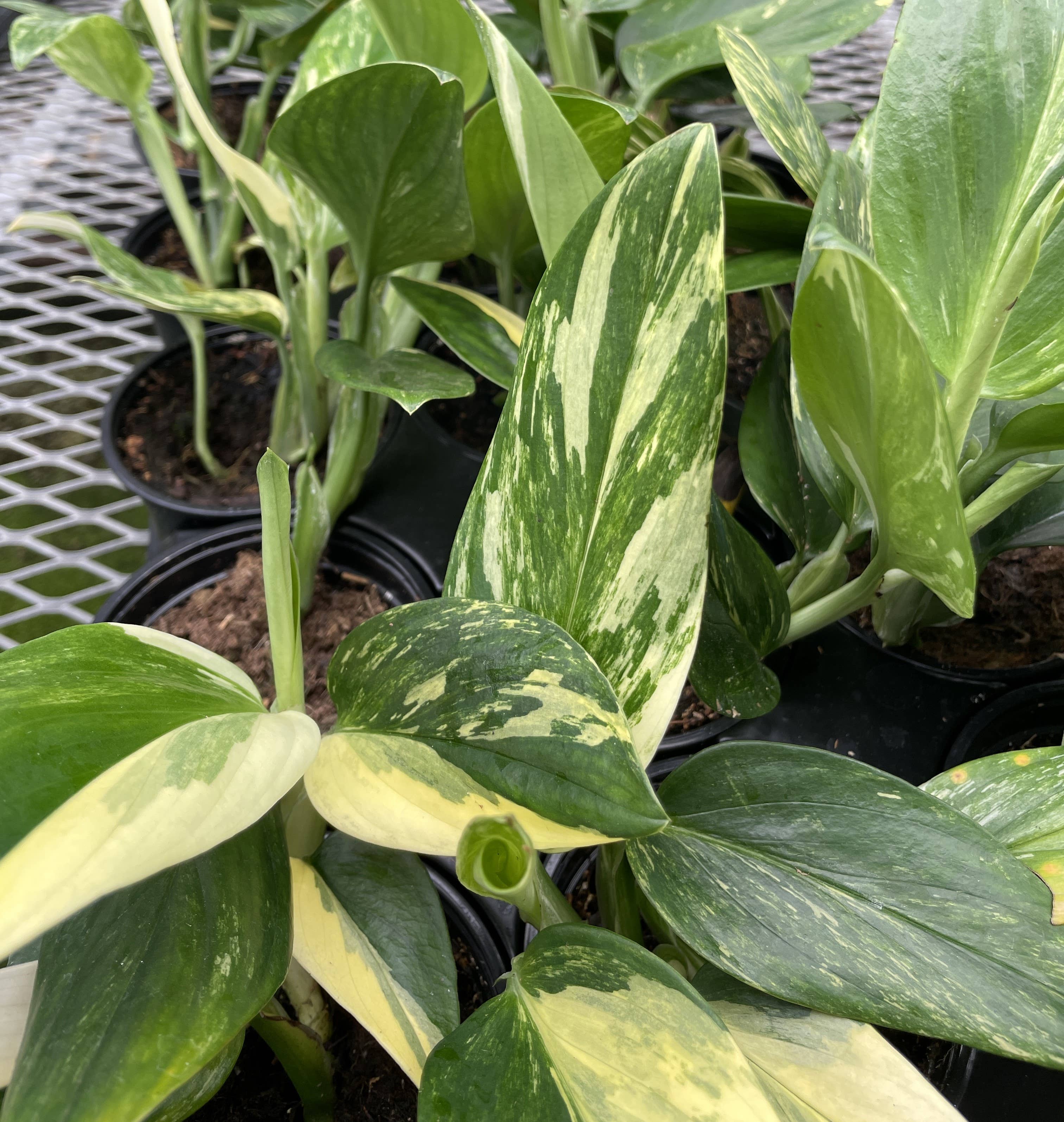 The Monstera Standleyana is a rare climbing plant known for its stunning variegated leaves, featuring splashes of yellow and cream on a dark green background. Thriving in bright, indirect light, this easy-care plant is perfect for collectors looking for a unique addition. Ideal for training on a moss pole or trellis.