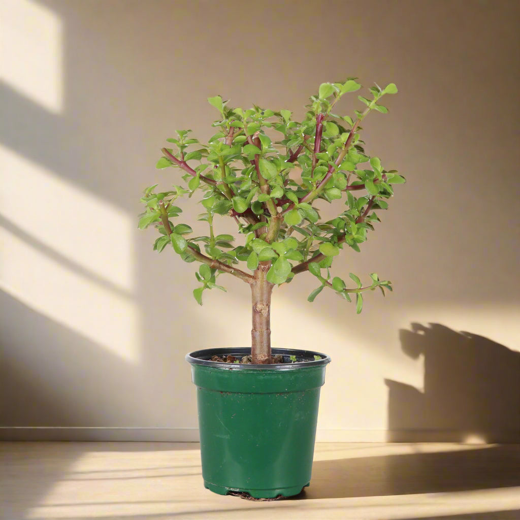 Dwarf Jade Bonsai (Portulacaria afra) is a sculptural, pet-safe succulent tree with glossy leaves—perfect for beginners and stunning in any space.