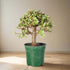 Dwarf Jade Bonsai (Portulacaria afra) is a sculptural, pet-safe succulent tree with glossy leaves—perfect for beginners and stunning in any space.