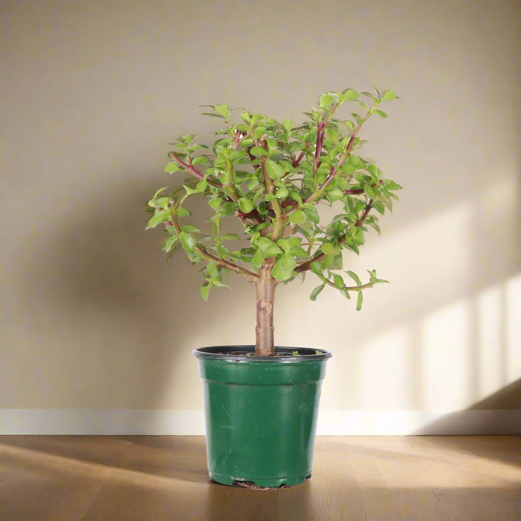 Dwarf Jade Bonsai (Portulacaria afra) is a sculptural, pet-safe succulent tree with glossy leaves—perfect for beginners and stunning in any space.