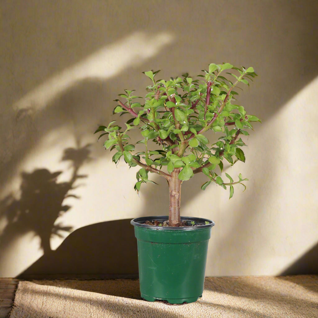 Dwarf Jade Bonsai (Portulacaria afra) is a sculptural, pet-safe succulent tree with glossy leaves—perfect for beginners and stunning in any space.