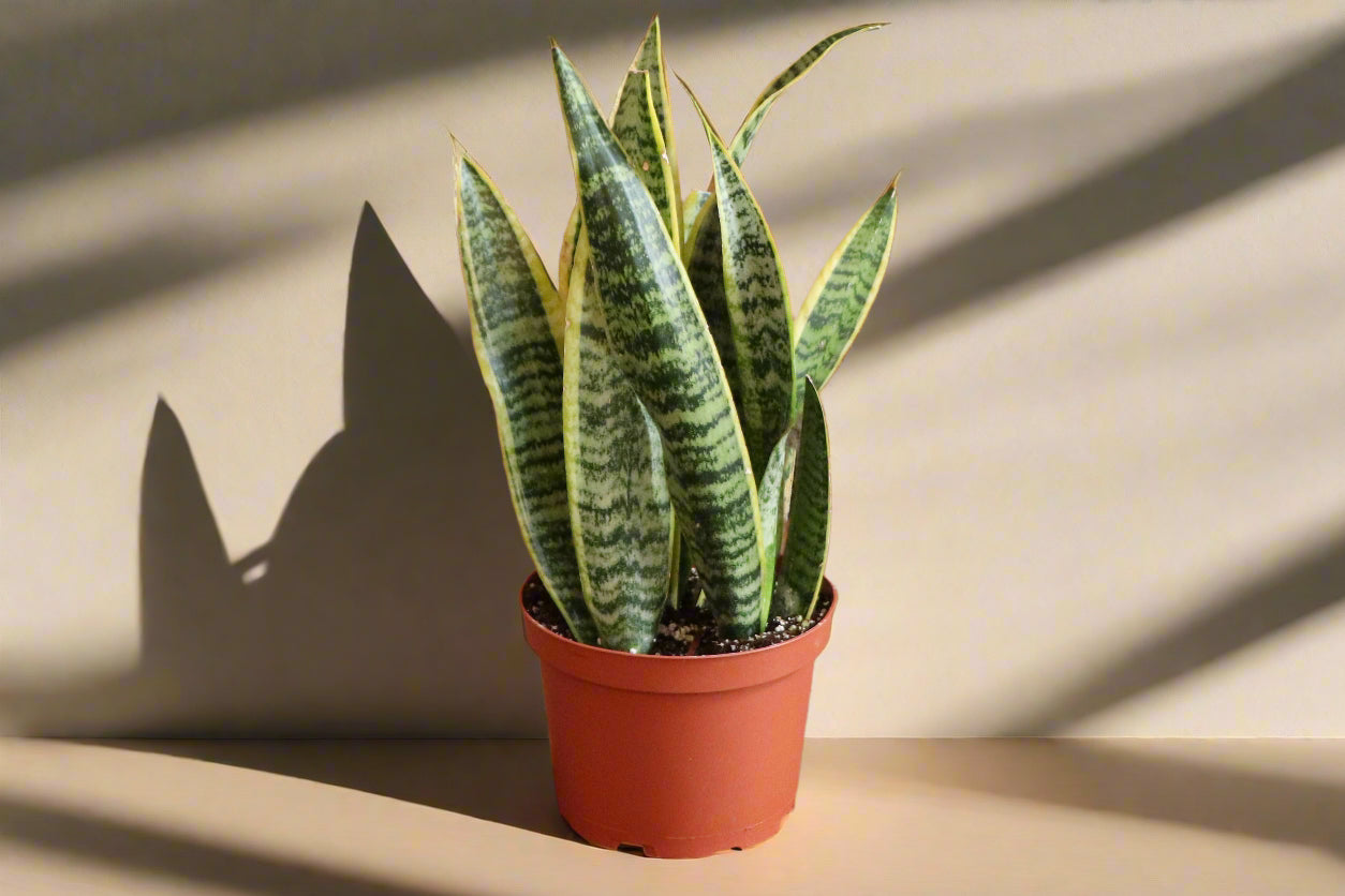 Snake Plant ‘Laurentii’ with bold green leaves edged in golden yellow. Low-maintenance, air-purifying, and nearly indestructible—perfect for any space.