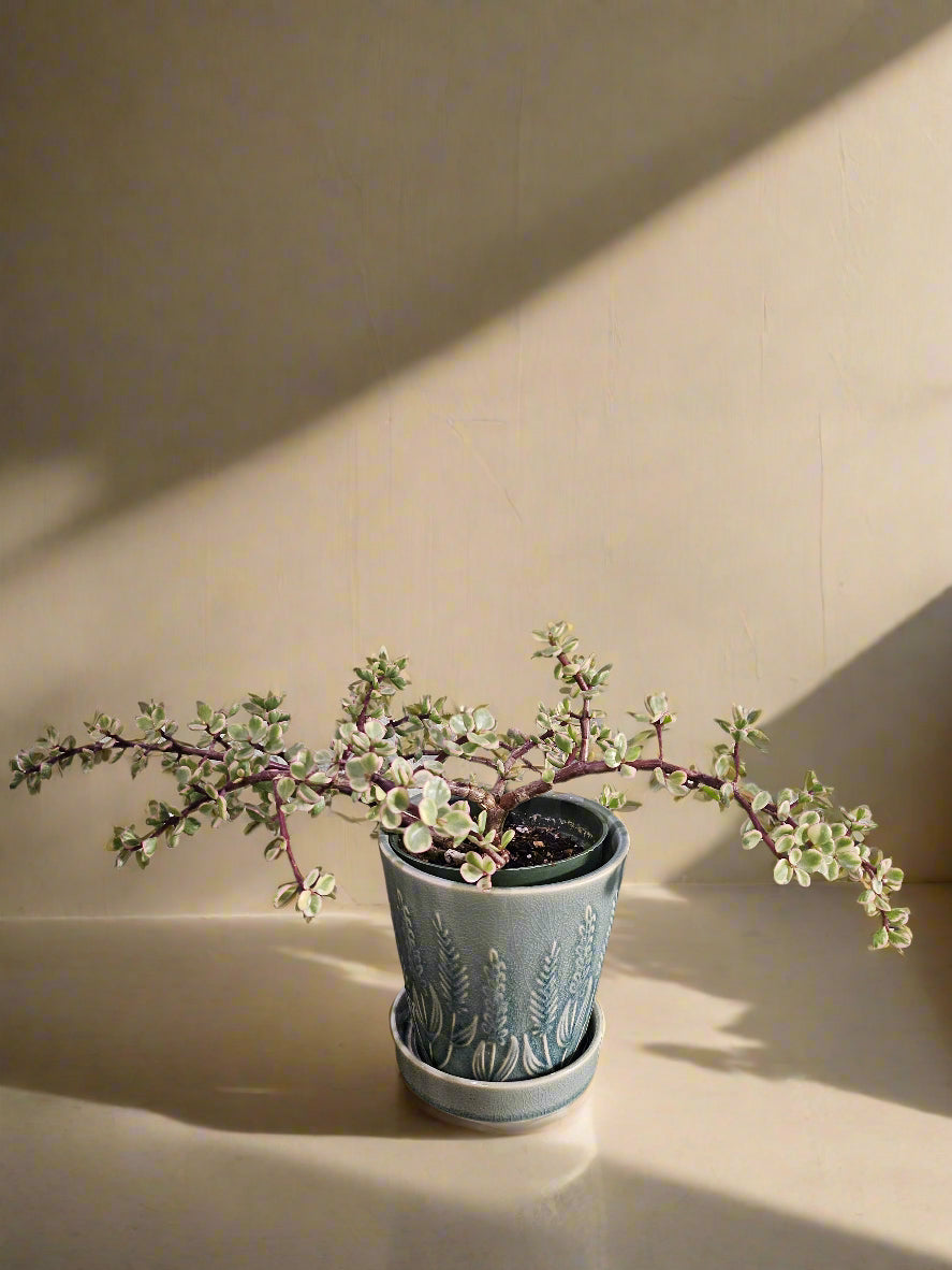 A sun-loving, tree-like succulent with creamy variegated leaves and pink blush tones. Easy to grow, drought-tolerant, and perfect for bright, whimsical spaces.