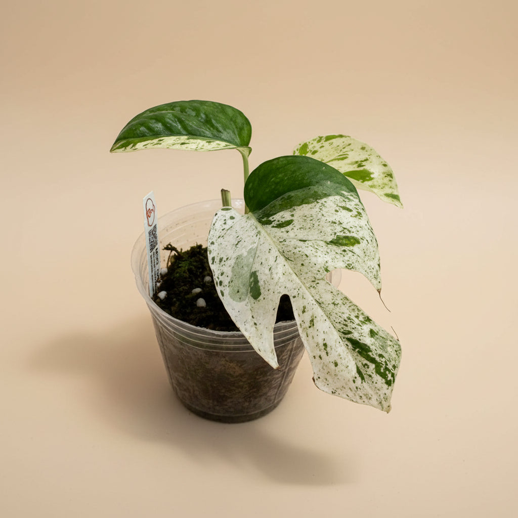 Epipremnum ‘Marble Queen’ Variegated — rare fenestrated form with high-white and mint variegation. A unique collector sport with striking split leaves.