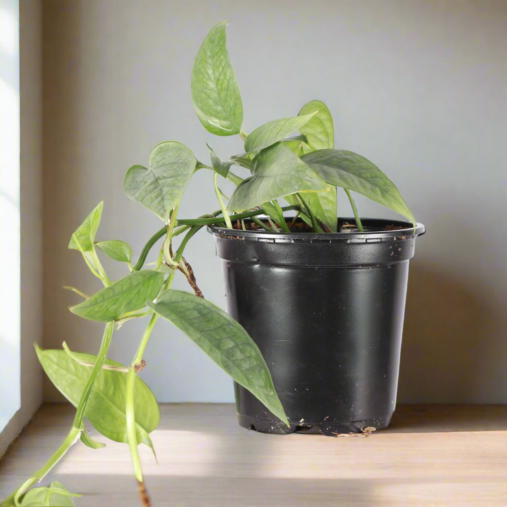 The Epipremnum pinnatum &