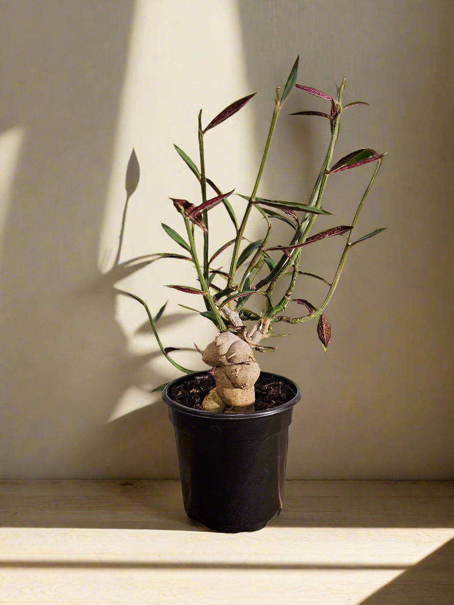 Rare caudex succulent with blushing stems and pink-edged leaves. Euphorbia rubellum is a sculptural, low-maintenance gem for collectors and desert lovers.