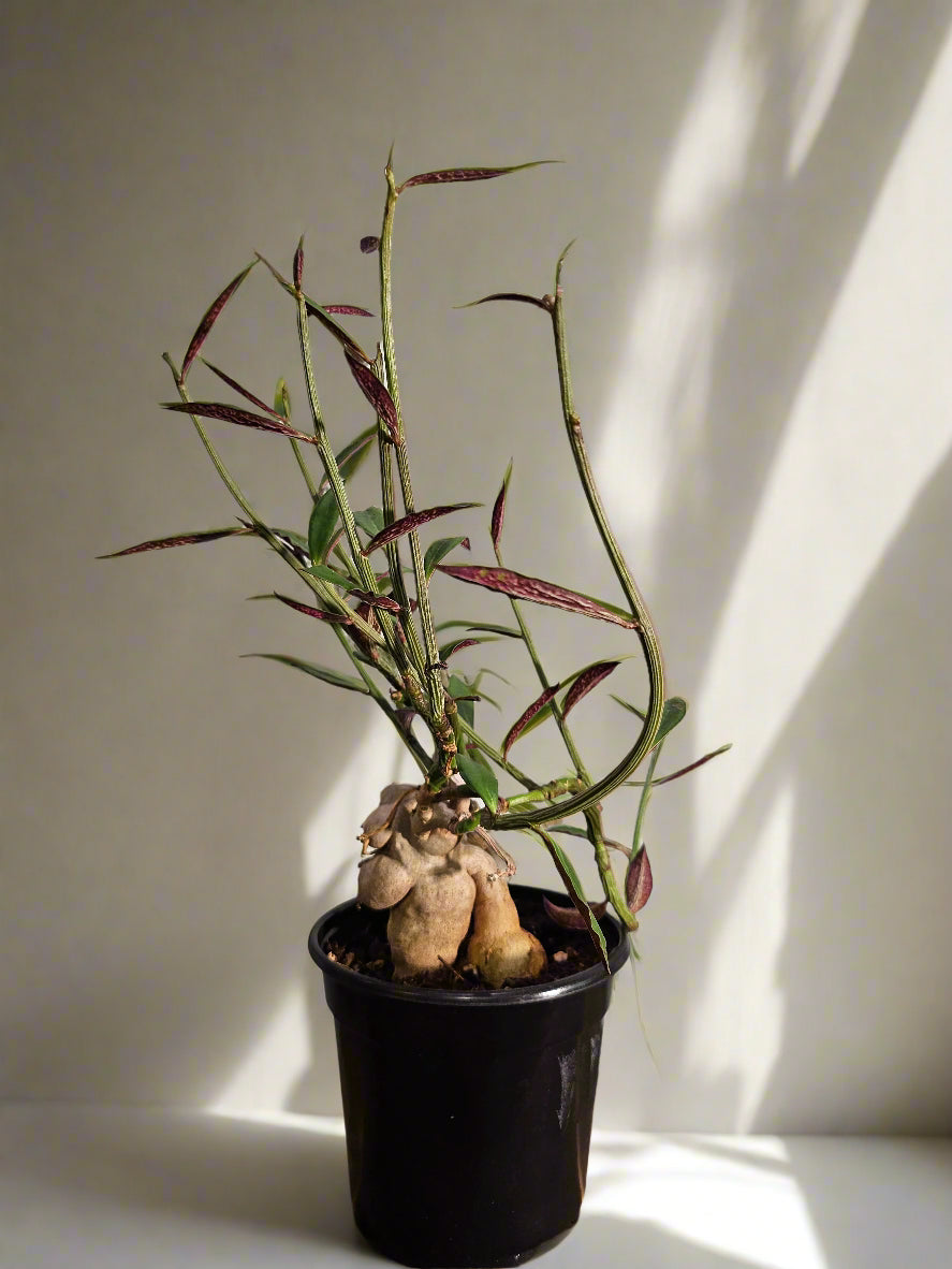 Rare caudex succulent with blushing stems and pink-edged leaves. Euphorbia rubellum is a sculptural, low-maintenance gem for collectors and desert lovers.