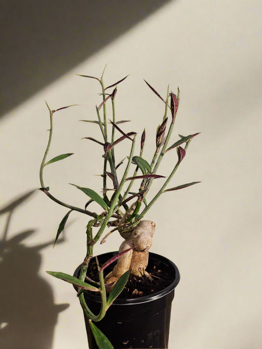 Rare caudex succulent with blushing stems and pink-edged leaves. Euphorbia rubellum