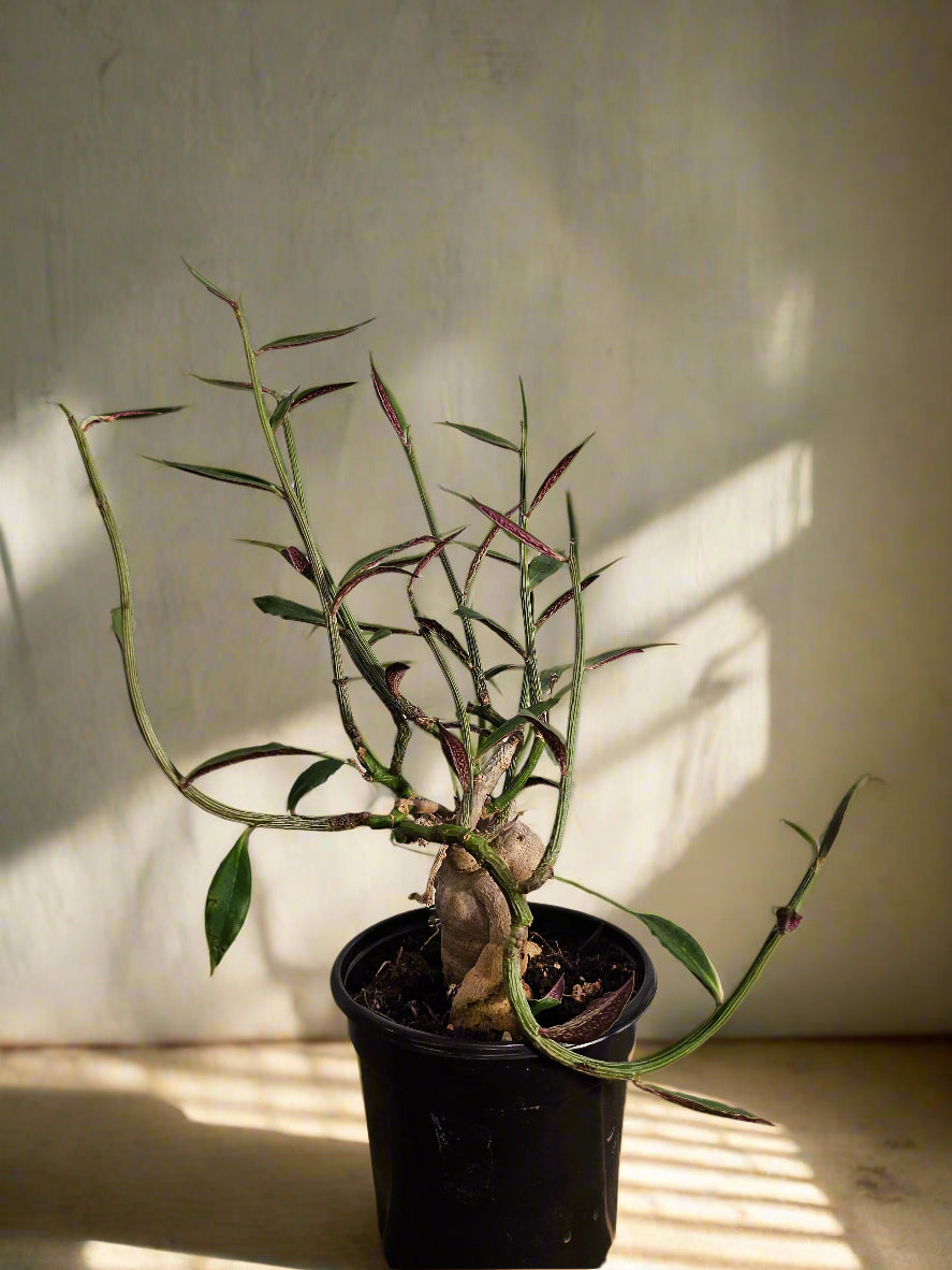 Rare caudex succulent with blushing stems and pink-edged leaves. Euphorbia rubellum is a sculptural, low-maintenance gem for collectors and desert lovers.