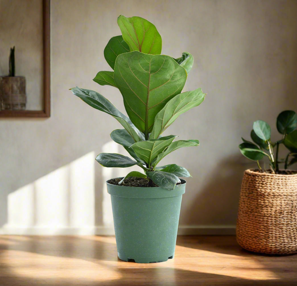The Fiddle Leaf Fig (Ficus lyrata) is a striking, medium-care houseplant known for its large, violin-shaped leaves and upright growth. It thrives in bright, indirect light, moderate humidity, and well-draining soil. Sensitive to overwatering and temperature changes, this plant can grow up to 10 feet indoors.