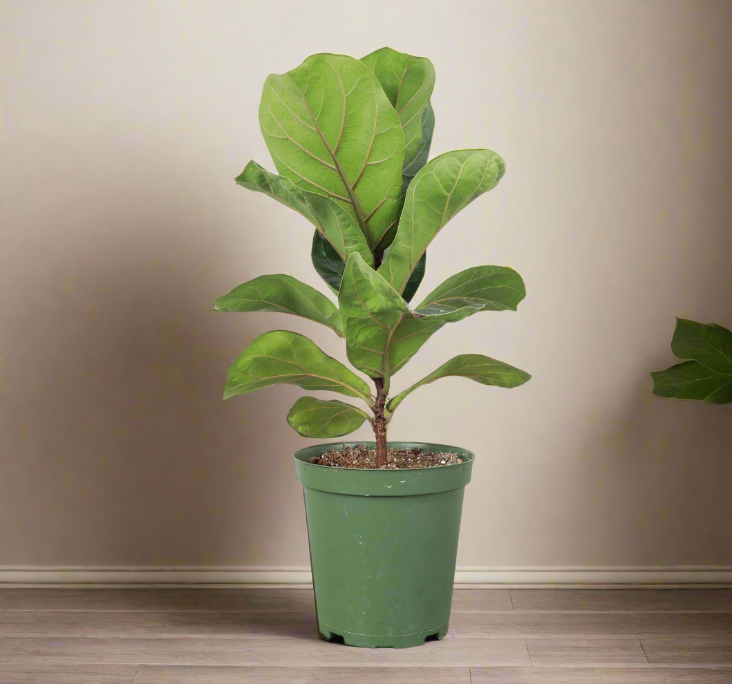 The Fiddle Leaf Fig (Ficus lyrata) is a striking, medium-care houseplant known for its large, violin-shaped leaves and upright growth. It thrives in bright, indirect light, moderate humidity, and well-draining soil. Sensitive to overwatering and temperature changes, this plant can grow up to 10 feet indoors.