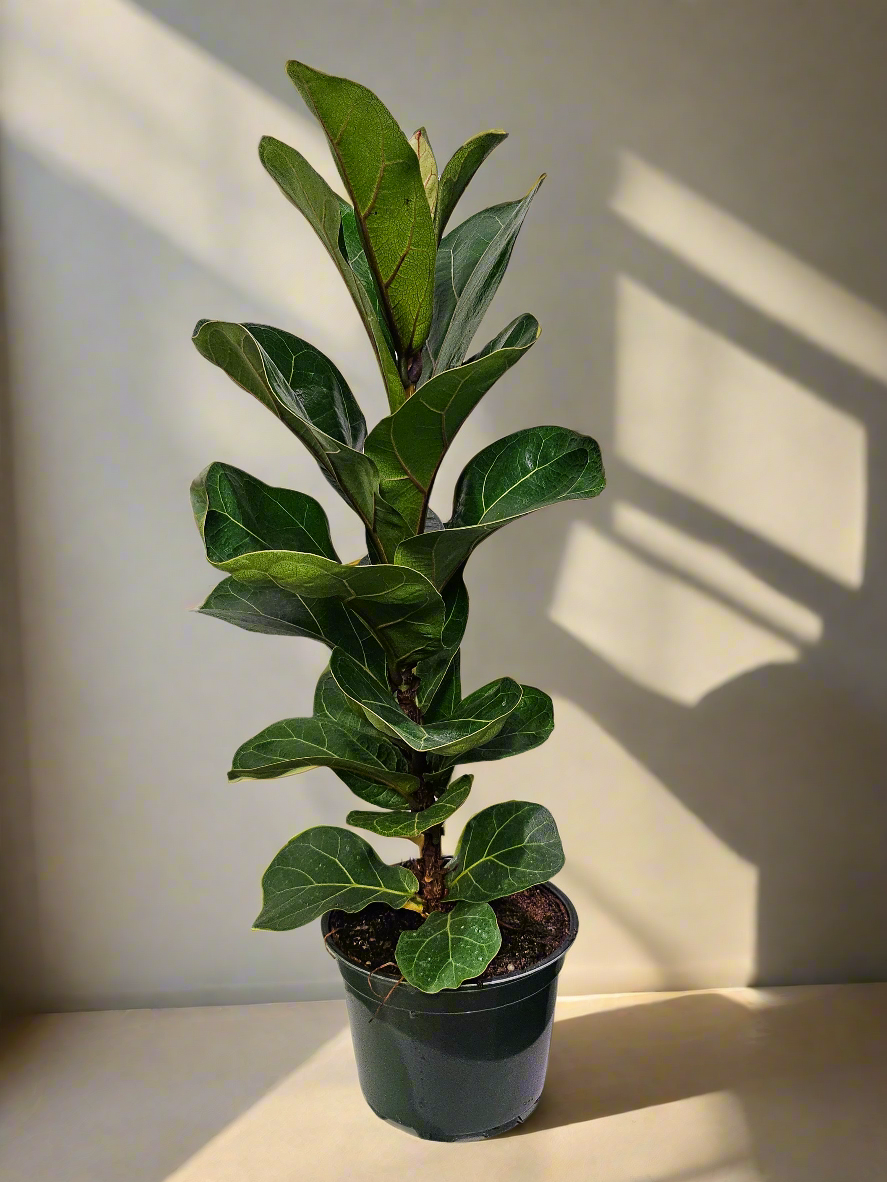 The Fiddle Leaf Fig (Ficus lyrata) is a striking, medium-care houseplant known for its large, violin-shaped leaves and upright growth. It thrives in bright, indirect light, moderate humidity, and well-draining soil. Sensitive to overwatering and temperature changes, this plant can grow up to 10 feet indoors.