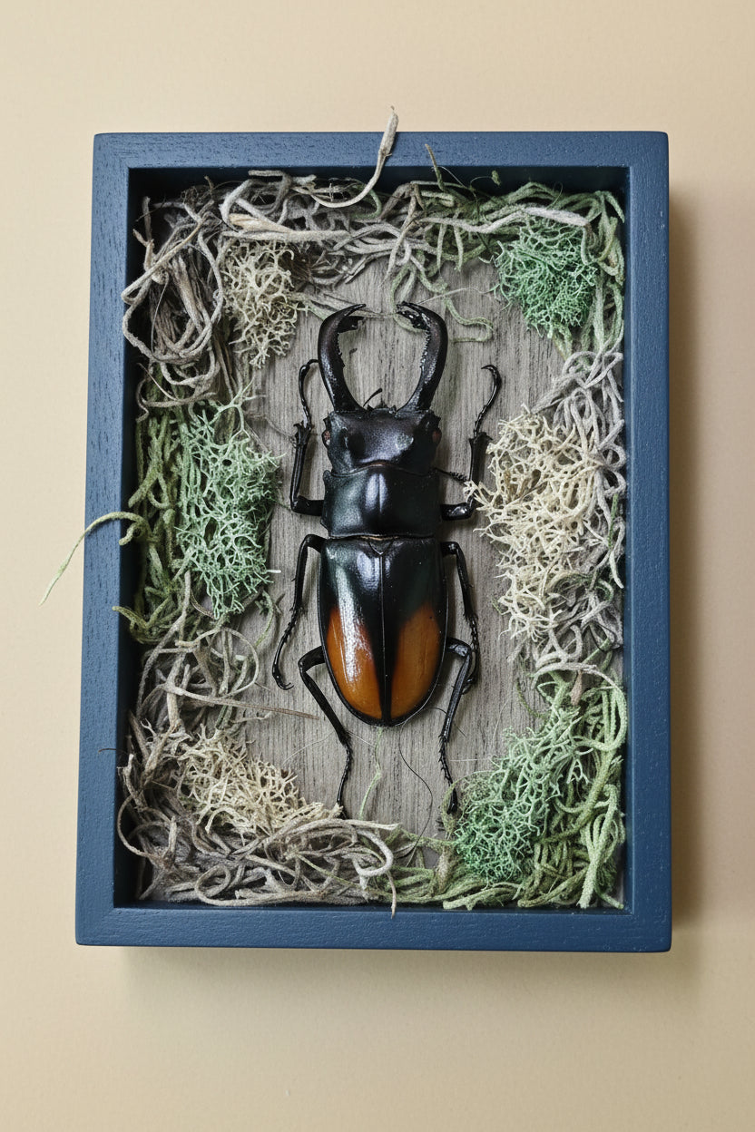Nature shadow boxes featuring preserved flowers, moss, reeds, butterflies, and insects in 3.5"–5" standing frames. One-of-a-kind botanical curiosity decor.