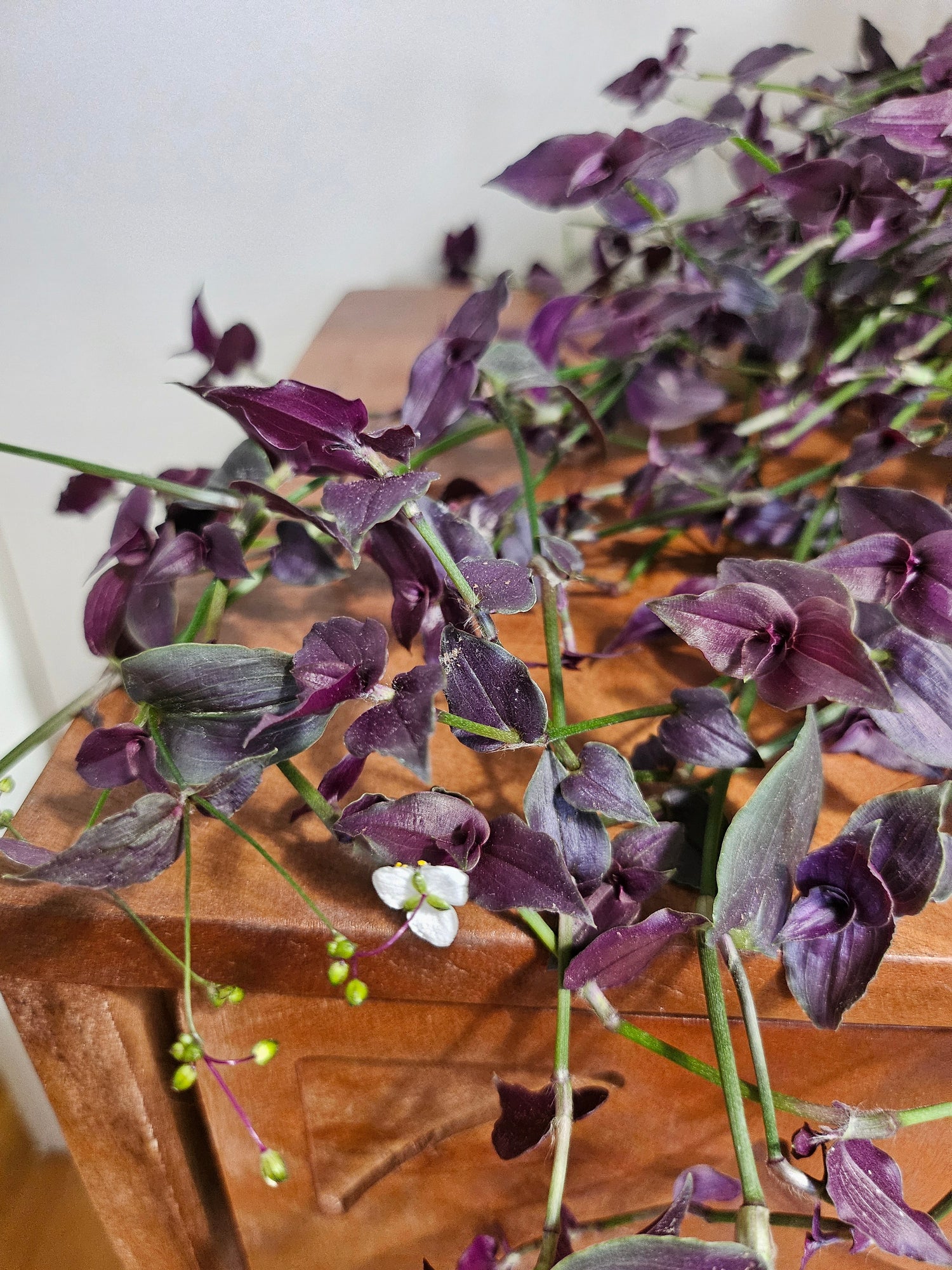 Purple Tahitian Bridal Veil trails with purple-green vines and tiny white blooms—easy-care, pet-safe, and perfect for soft, romantic indoor displays.