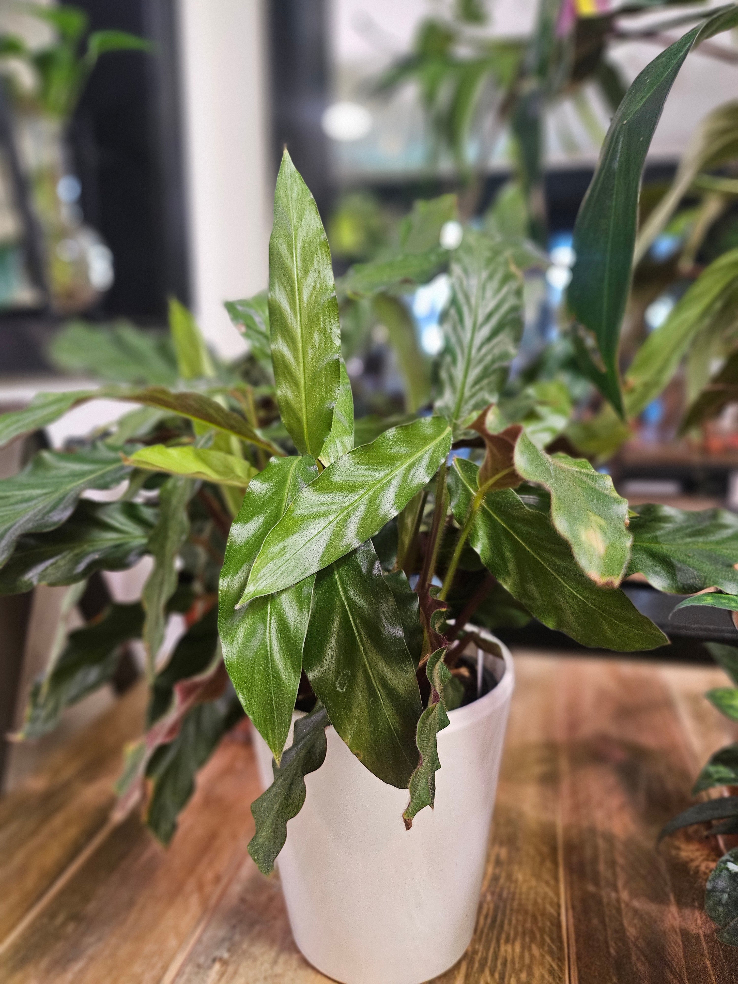 The Calathea rufibarba (Furry Feather Calathea) features wavy, velvety leaves with burgundy undersides and thrives in bright, indirect light and high humidity. Non-toxic to pets and air-purifying, it adds elegance to kitchens or bathrooms. Use filtered water to prevent browning and pair with a Rooibos Chai for a soothing routine.