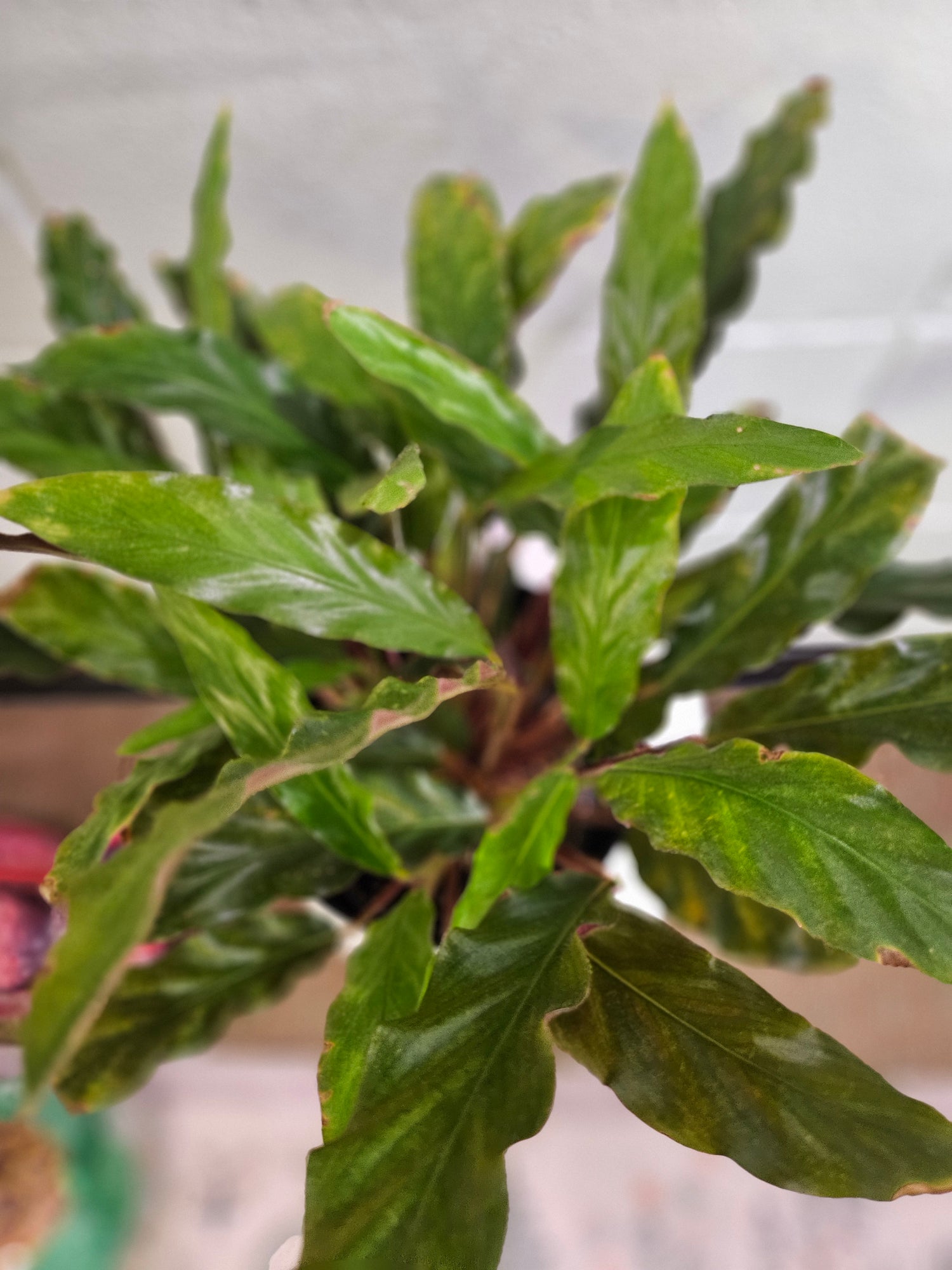 The Calathea rufibarba (Furry Feather Calathea) features wavy, velvety leaves with burgundy undersides and thrives in bright, indirect light and high humidity. Non-toxic to pets and air-purifying, it adds elegance to kitchens or bathrooms. Use filtered water to prevent browning and pair with a Rooibos Chai for a soothing routine.