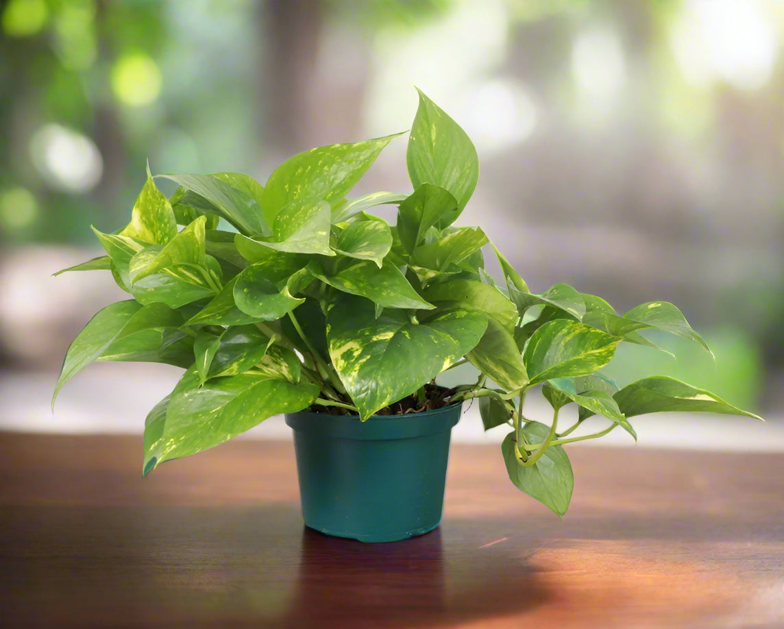 The Golden Pothos is a vibrant, low-maintenance houseplant with striking green and yellow variegated leaves. Perfect for beginners, it thrives in medium to low light, adapting easily to any space. Its trailing vines make it ideal for hanging baskets or shelves. A versatile, fuss-free addition to your indoor jungle.