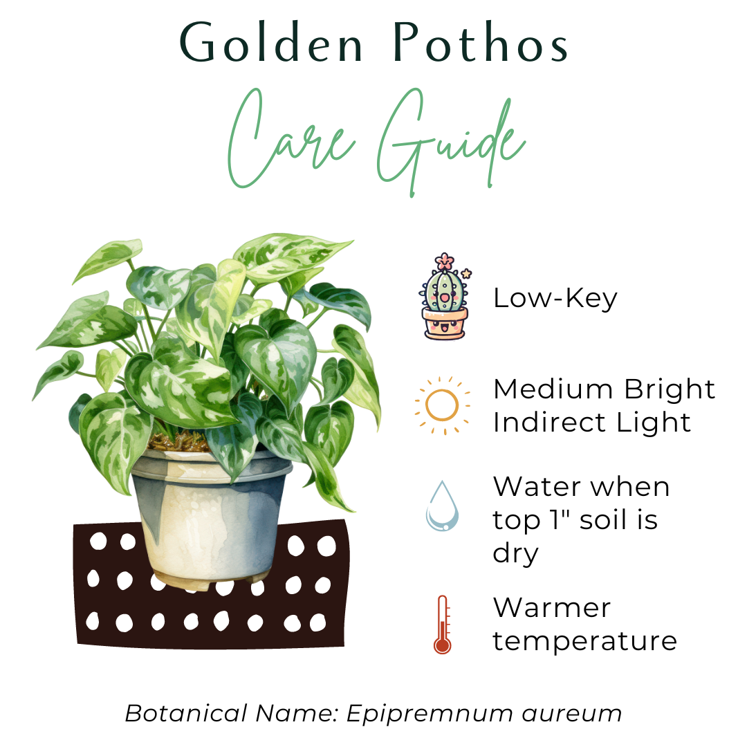 The Golden Pothos is a vibrant, low-maintenance houseplant with striking green and yellow variegated leaves. Perfect for beginners, it thrives in medium to low light, adapting easily to any space. Its trailing vines make it ideal for hanging baskets or shelves. A versatile, fuss-free addition to your indoor jungle.