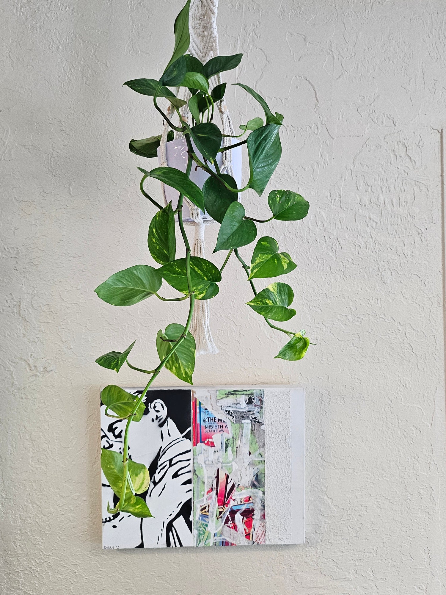 The Golden Pothos is a vibrant, low-maintenance houseplant with striking green and yellow variegated leaves. Perfect for beginners, it thrives in medium to low light, adapting easily to any space. Its trailing vines make it ideal for hanging baskets or shelves. A versatile, fuss-free addition to your indoor jungle.