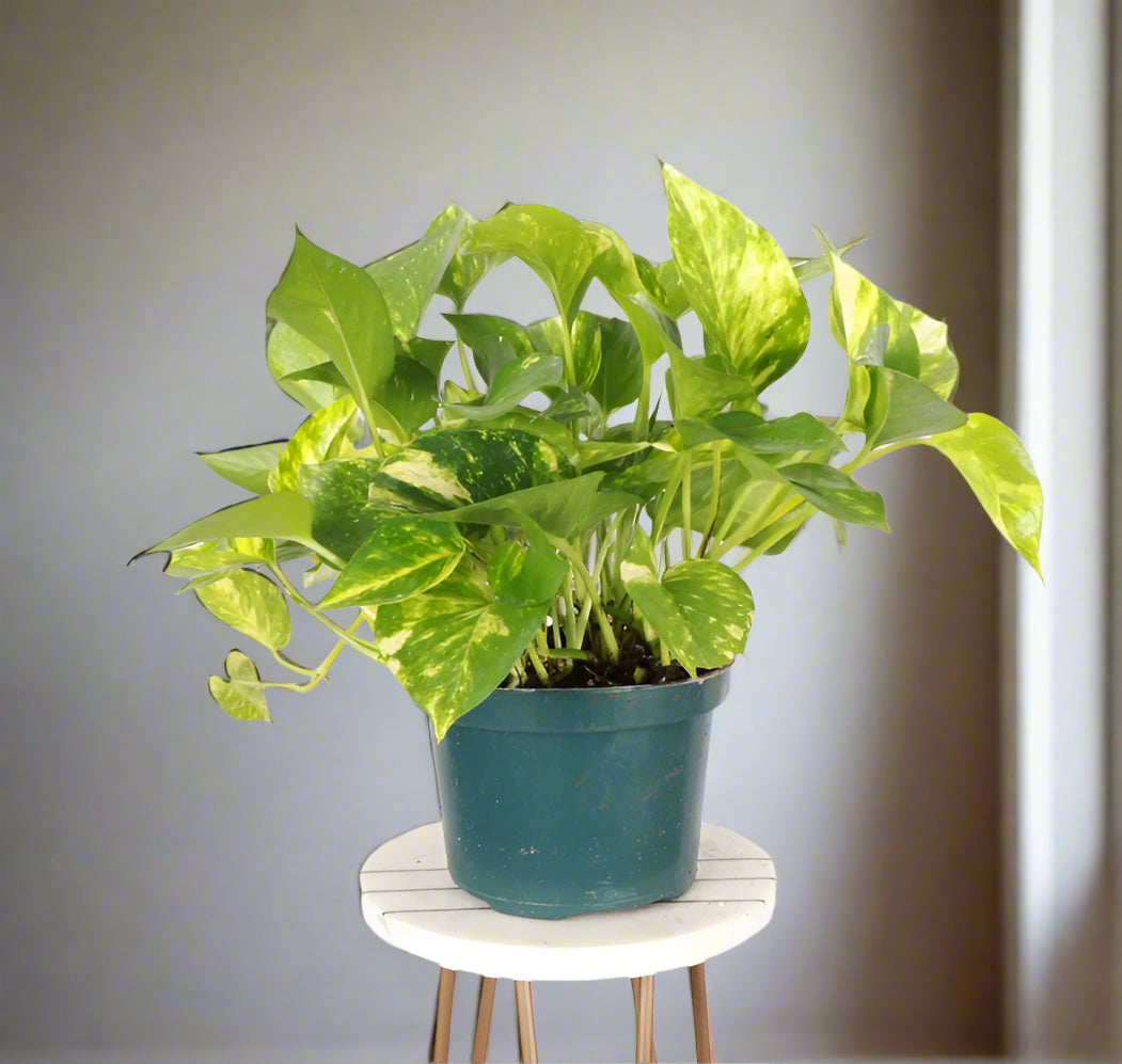 The Golden Pothos is a vibrant, low-maintenance houseplant with striking green and yellow variegated leaves. Perfect for beginners, it thrives in medium to low light, adapting easily to any space. Its trailing vines make it ideal for hanging baskets or shelves. A versatile, fuss-free addition to your indoor jungle.