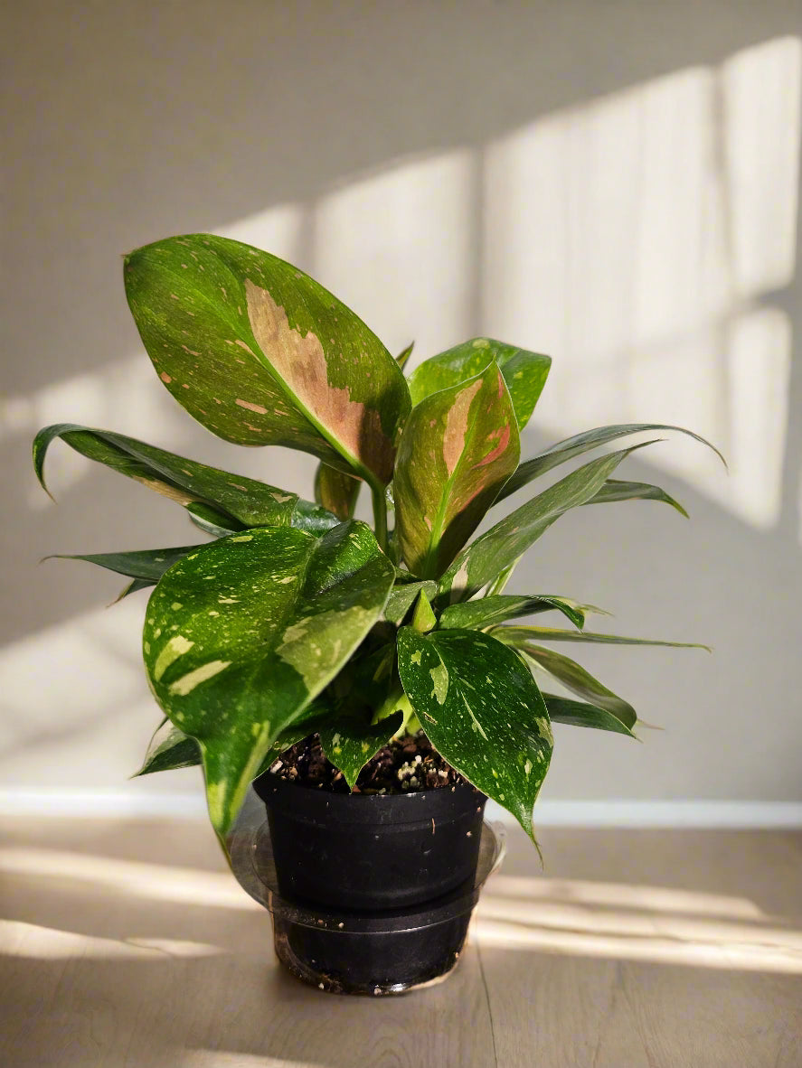 green congo philodendron height 4" Variegated Philodendron Green Congo 'Copper Flame'