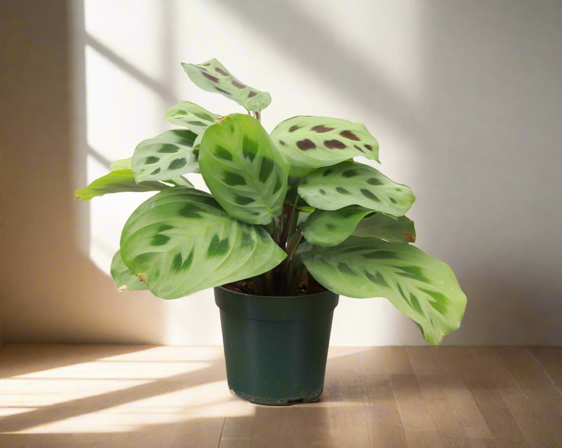 Green Prayer Plant (Maranta leuconeura) with soft patterned leaves that fold at night. Pet safe, non-toxic, and perfect as a trailing or hanging houseplant.
