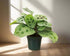 Green Prayer Plant (Maranta leuconeura) with soft patterned leaves that fold at night. Pet safe, non-toxic, and perfect as a trailing or hanging houseplant.