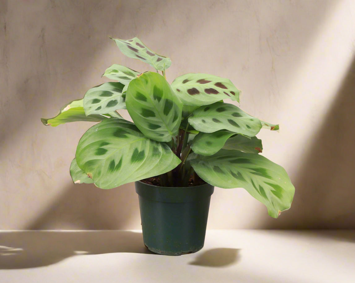 Green Prayer Plant (Maranta leuconeura) with soft patterned leaves that fold at night. Pet safe, non-toxic, and perfect as a trailing or hanging houseplant.