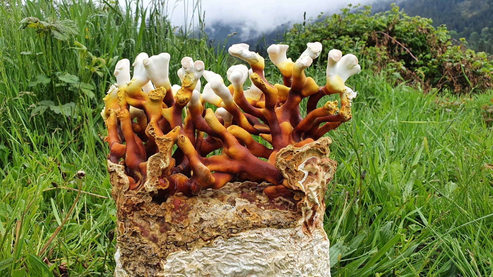 Grow Antler Reishi mushrooms at home with this beginner-friendly kit. Slow-growing, ornamental, and medicinally revered—includes everything needed for success.