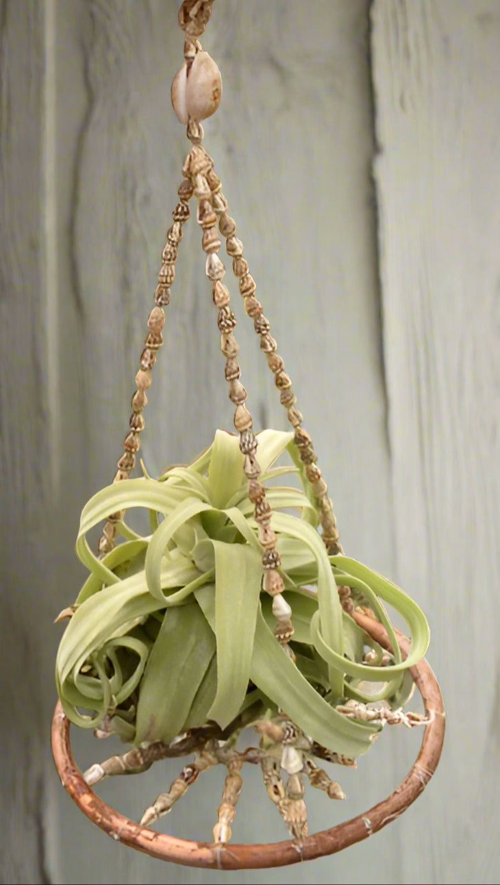 Handmade seashell hanger for medium to large air plants like Xerographica and Harrisii. Coastal charm meets boho style. Plant not included. Indoor use.