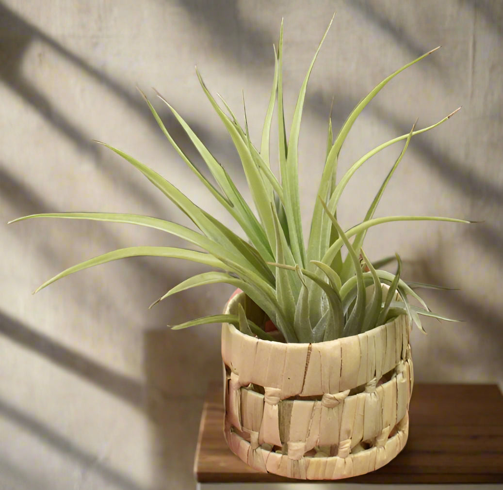 Handwoven pandan pot adds tropical texture to your space. Perfect for small air plants. Natural, lightweight, and ideal for indoor display. Plant not included.