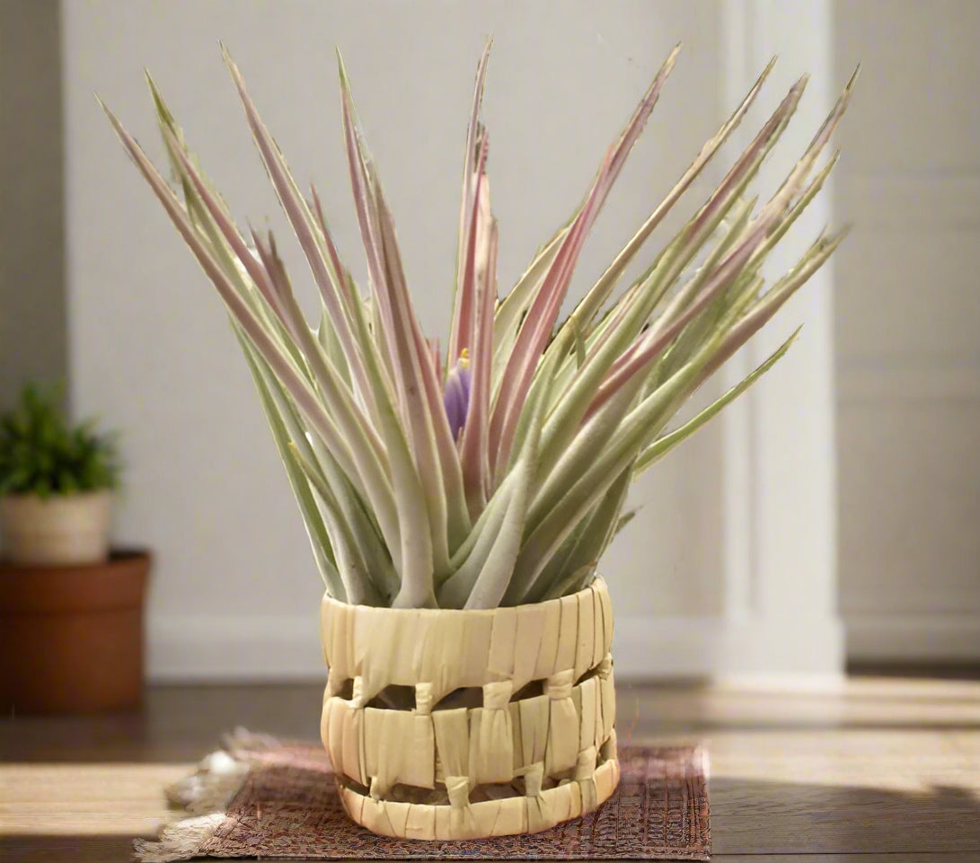 Handwoven pandan pot adds tropical texture to your space. Perfect for small air plants. Natural, lightweight, and ideal for indoor display. Plant not included.