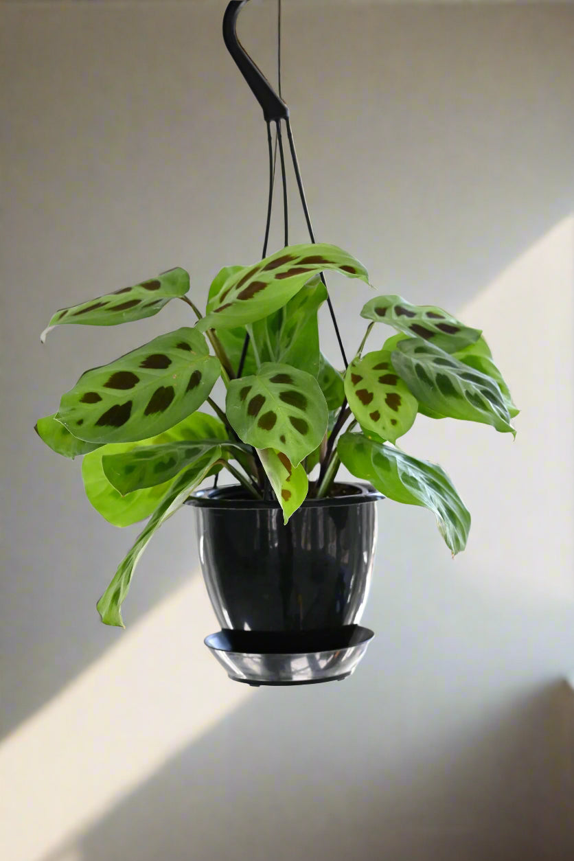 Green Prayer Plant (Maranta leuconeura) with soft patterned leaves that fold at night. Pet safe, non-toxic, and perfect as a trailing or hanging houseplant.